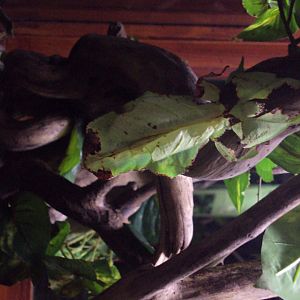 Giant Leaf Insect (Phyllium giganteum) 03/01/2020