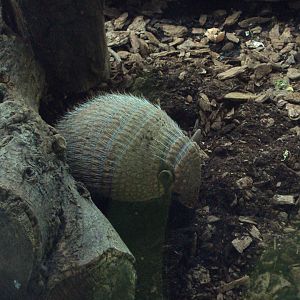 Six-banded Armadillo 03/01/2020