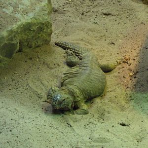 Leptien's Spiny-tailed Lizard 03/01/2020