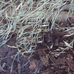 Baby Lesser Malayan Mouse Deer 03/01/2020