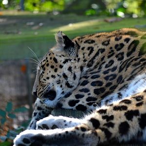Amur Leopard - October 2016