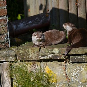 Asian Short Clawed Otter - October 2016