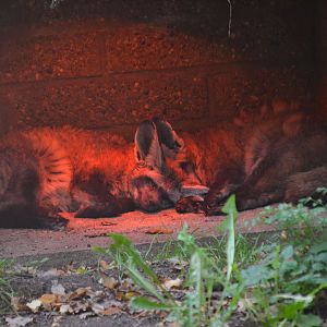 Bat Eared Fox - October 2016