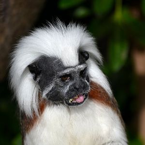 Cotton Top Tamarin - October 2016