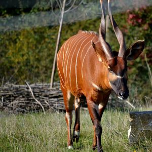 Eastern Bongo - October 2016