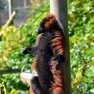 Red Ruffed Lemur - October 2016