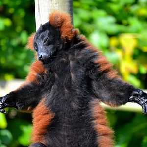 Red Ruffed Lemur - October 2016