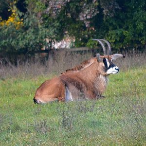 Roan Antelope - October 2016