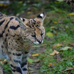 Serval - October 2016
