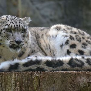 Snow Leopard - October 2016
