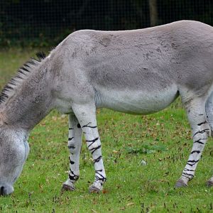 Somali Wild Ass - October 2016