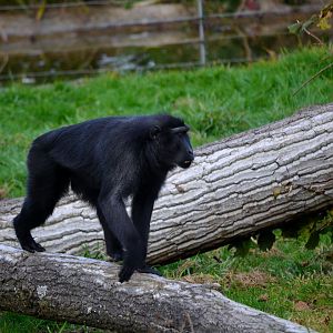 Sulawesi Crested Macaque - October 2016