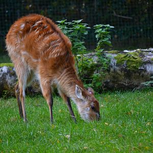 Western Sitatunga - October 2016
