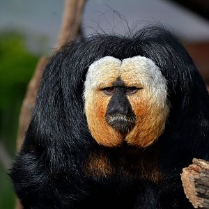 White Faced Saki - October 2016
