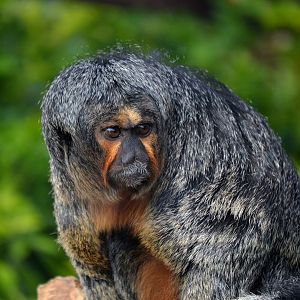 White Faced Saki - October 2016