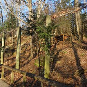 Gray Wolf Exhibit (Lower View)