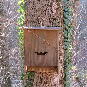 Bat Box