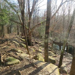 Gray Wolf Exhibit (Upper View)