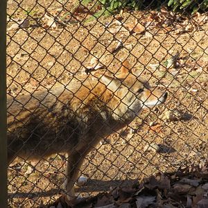 Coyote (Canis latrans)