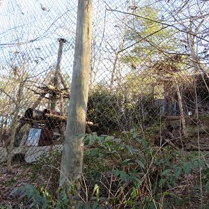 Northern Raccoon Exhibit