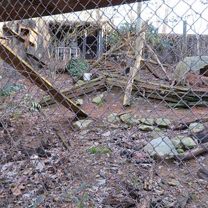 Gray & Red Fox Exhibit
