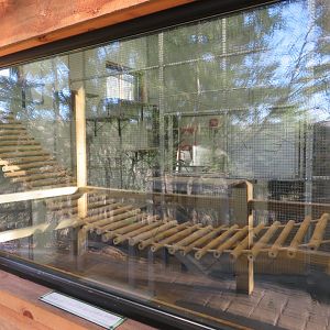 Indoor Red Panda Exhibit (Viewing Window)