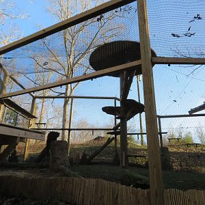 Outdoor Red Panda Exhibit