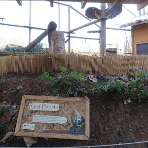 Outdoor Red Panda Exhibit
