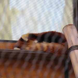 Red Panda