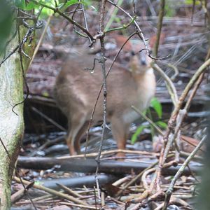 Captive Small Antelope (Zanzibar)