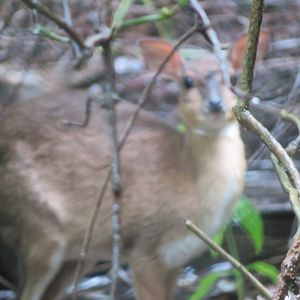 Captive Small Antelope (Zanzibar)