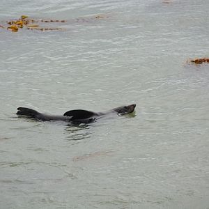 Fur seal