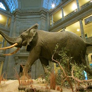 Fénykövi Elephant 1st Floor Angle 4