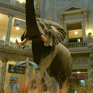 Fénykövi Elephant 1st Floor Angle 3