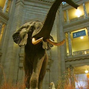 Fénykövi Elephant 1st Floor Angle 2