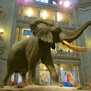 Fénykövi Elephant 1st Floor Angle 1