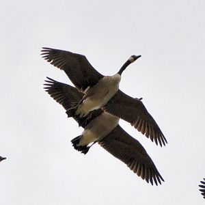 Canada geese