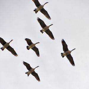 Canada geese