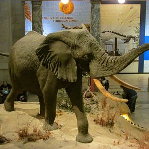 Fénykövi Elephant 2nd Floor Angle 4