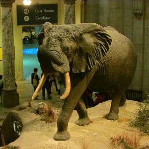 Fénykövi Elephant 2nd Floor Angle 3