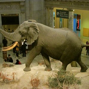 Fénykövi Elephant 2nd Floor Angle 2