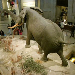 Fénykövi Elephant 2nd Floor Angle 1