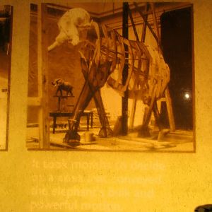 Fénykövi Elephant Preparation Part 2