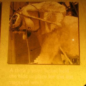 Fénykövi Elephant Preparation Part 3