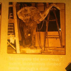 Fénykövi Elephant Preparation Part 4