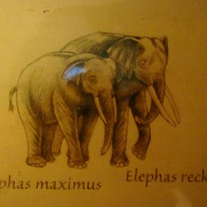 Asian Elephant & African Straight-Tusked Elephant Comparison Drawing