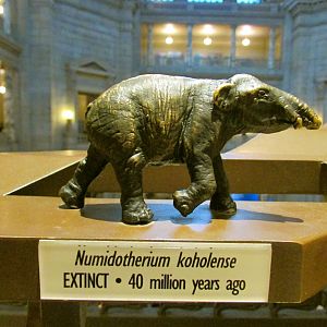 Numidotherium Bronze Sculpture