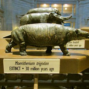 Moeritherium Bronze Sculpture