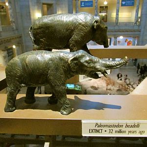 Paleomastodon Bronze Sculpture