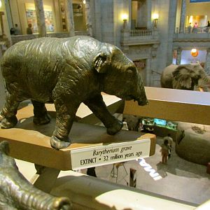 Barytherium Bronze Sculpture